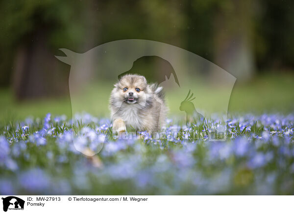 Pomsky / MW-27913
