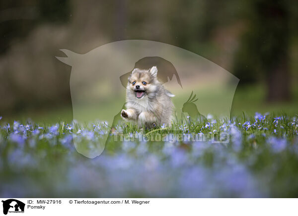 Pomsky / MW-27916