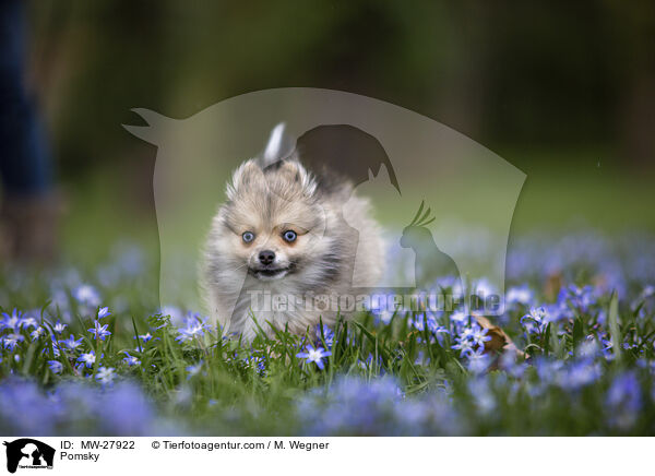 Pomsky / MW-27922