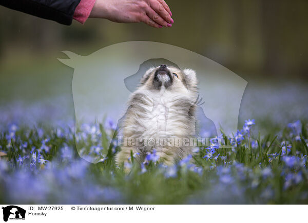 Pomsky / MW-27925