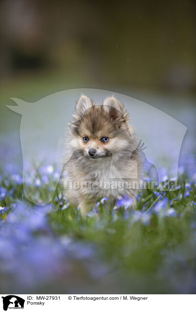 Pomsky / MW-27931