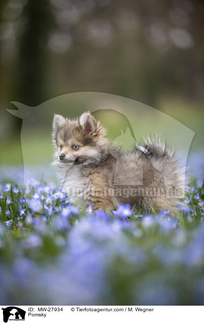 Pomsky / Pomsky / MW-27934