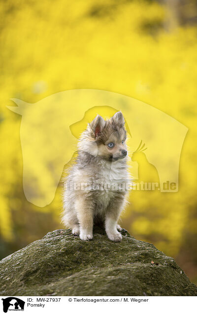 Pomsky / Pomsky / MW-27937