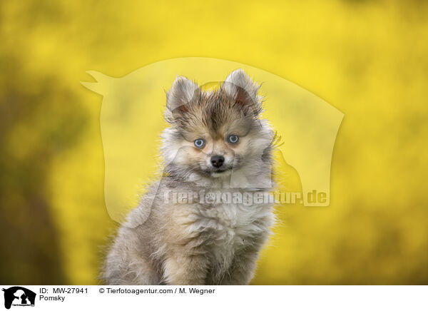 Pomsky / MW-27941