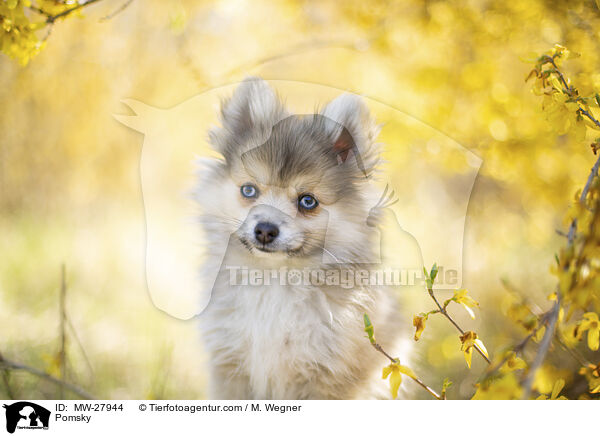 Pomsky / MW-27944
