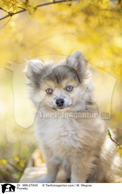 Pomsky / MW-27945
