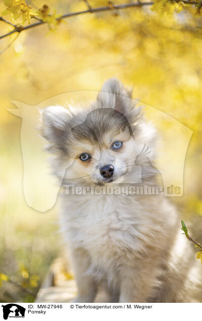 Pomsky / MW-27946