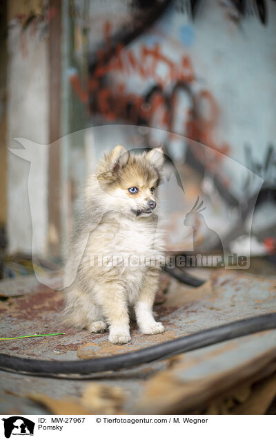 Pomsky / Pomsky / MW-27967