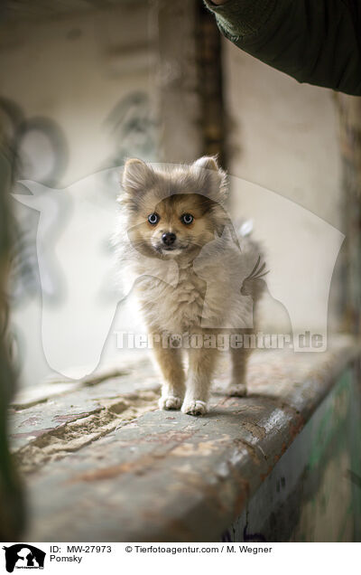 Pomsky / MW-27973