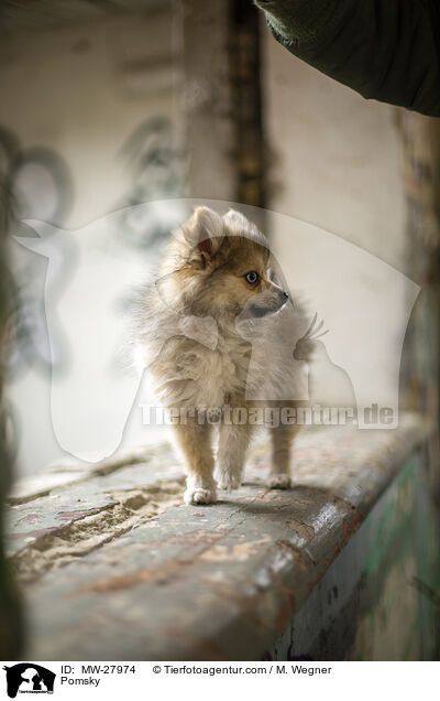 Pomsky / MW-27974