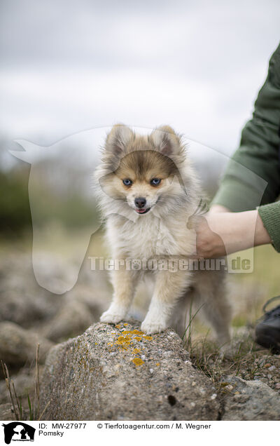 Pomsky / MW-27977