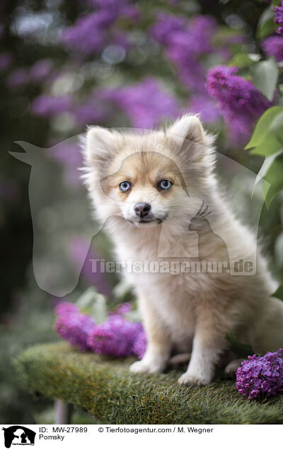 Pomsky / MW-27989