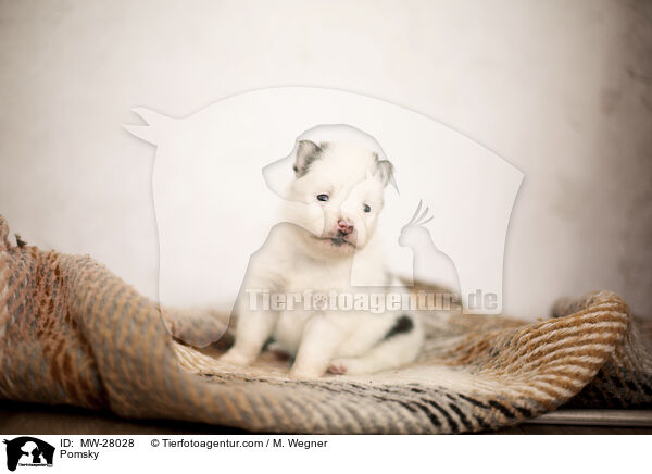 Pomsky / Pomsky / MW-28028
