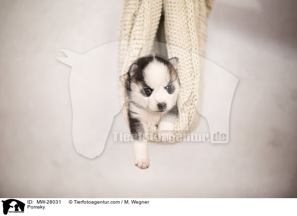 Pomsky / MW-28031