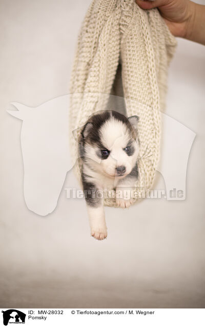 Pomsky / MW-28032