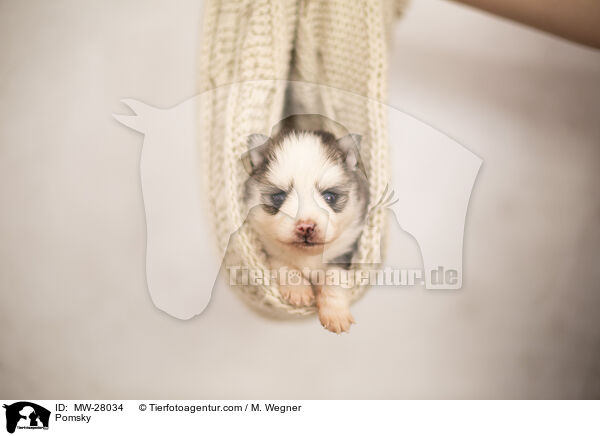 Pomsky / MW-28034