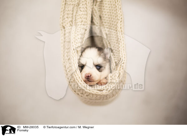 Pomsky / Pomsky / MW-28035