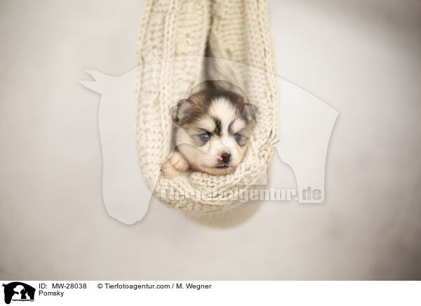 Pomsky / MW-28038