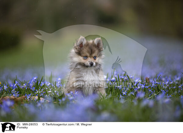 Pomsky / Pomsky / MW-28053