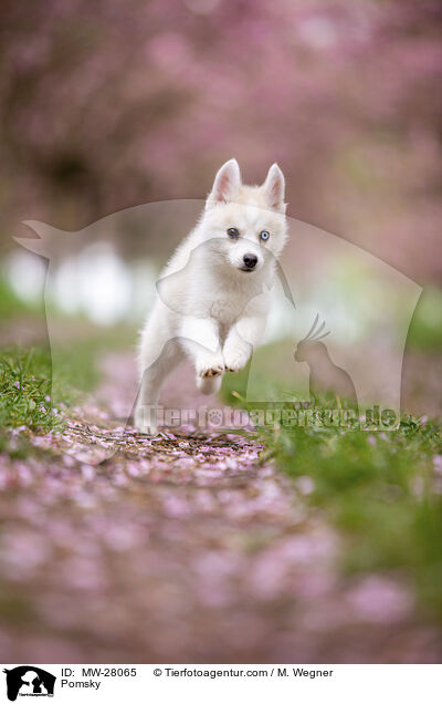 Pomsky / MW-28065