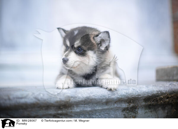 Pomsky / MW-28067