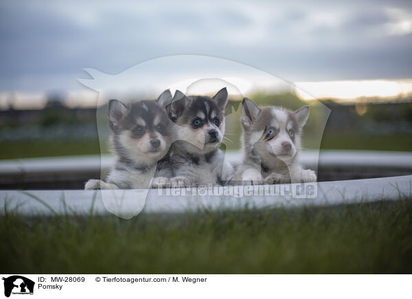 Pomsky / MW-28069