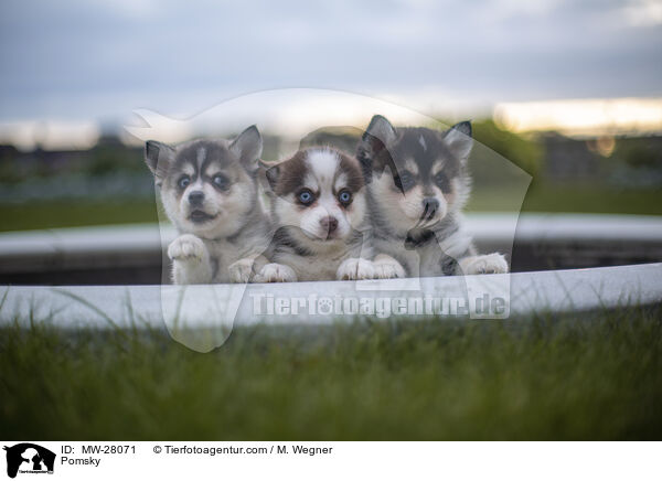 Pomsky / MW-28071