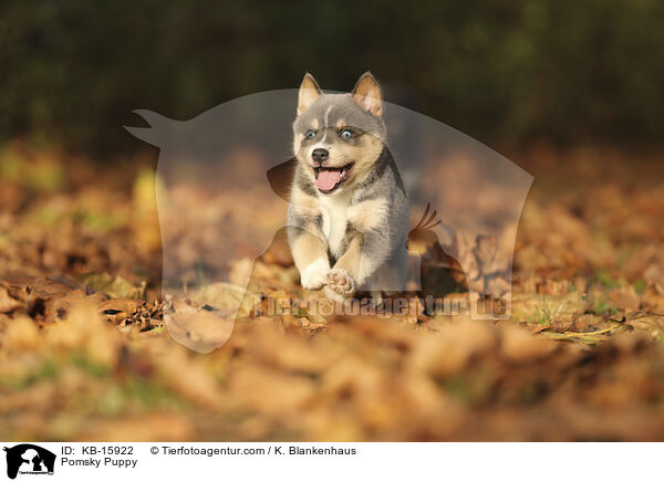 Pomsky Welpe / Pomsky Puppy / KB-15922