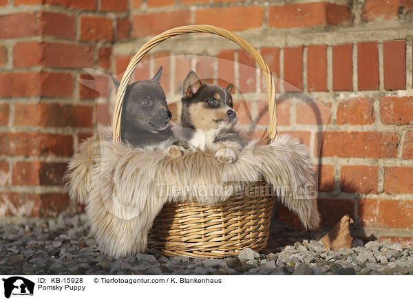Pomsky Welpe / Pomsky Puppy / KB-15928