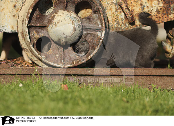 Pomsky Welpe / Pomsky Puppy / KB-15932