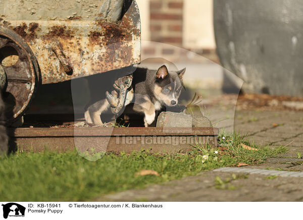 Pomsky Welpe / Pomsky Puppy / KB-15941