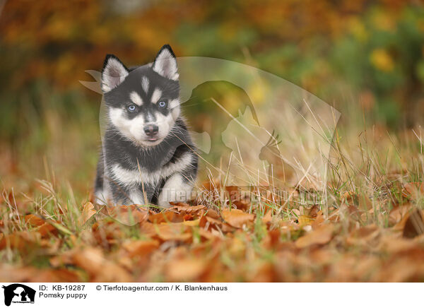 Pomsky Welpe / Pomsky puppy / KB-19287