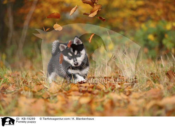 Pomsky Welpe / Pomsky puppy / KB-19289