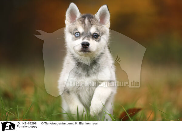 Pomsky Welpe / Pomsky puppy / KB-19298