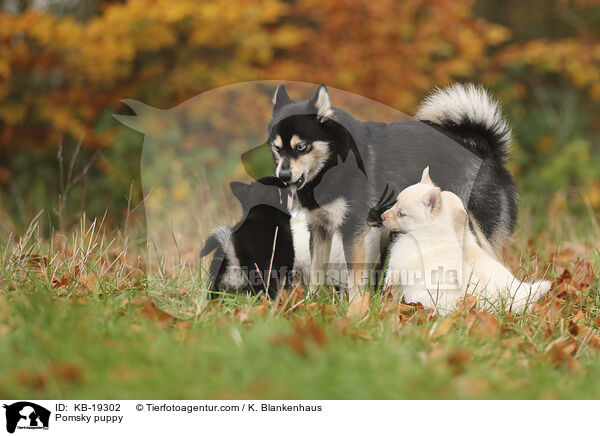 Pomsky Welpe / Pomsky puppy / KB-19302
