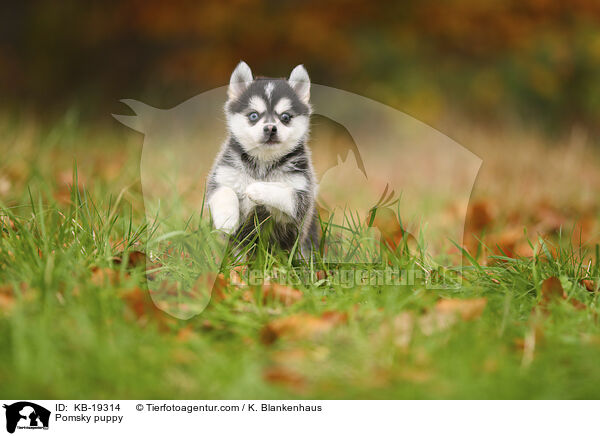 Pomsky Welpe / Pomsky puppy / KB-19314