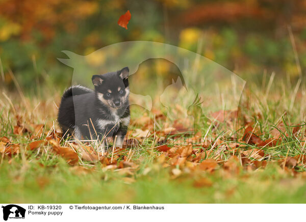 Pomsky Welpe / Pomsky puppy / KB-19320