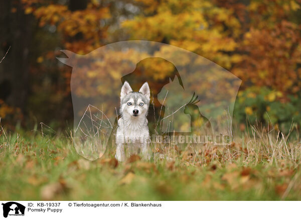 Pomsky Welpe / Pomsky Puppy / KB-19337