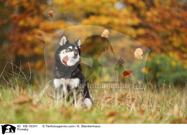Pomsky / Pomsky / KB-19341