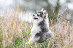 sitting young Pomsky