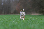 running young Pomsky