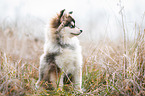 sitting young Pomsky