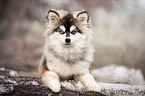 lying young Pomsky