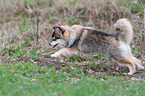 running young Pomsky