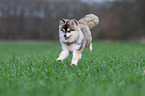 running young Pomsky