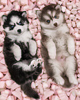 2 Pomsky Puppies