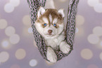 Pomsky Puppy