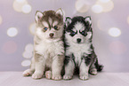 2 Pomsky Puppies
