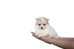 Pomsky Puppy