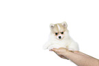Pomsky Puppy